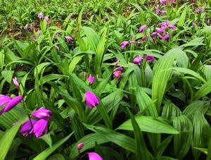 正宗紫花三叉白芨 鲜竹沥中药材种苗 朱兰 紫蕙 高海拔基地优良苗