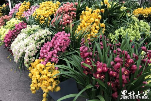 花卉市场调查 变化 青州花卉 云销售 ,全年交易破22亿